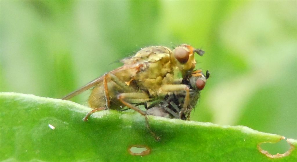 Scathophaga stercoraria con preda?